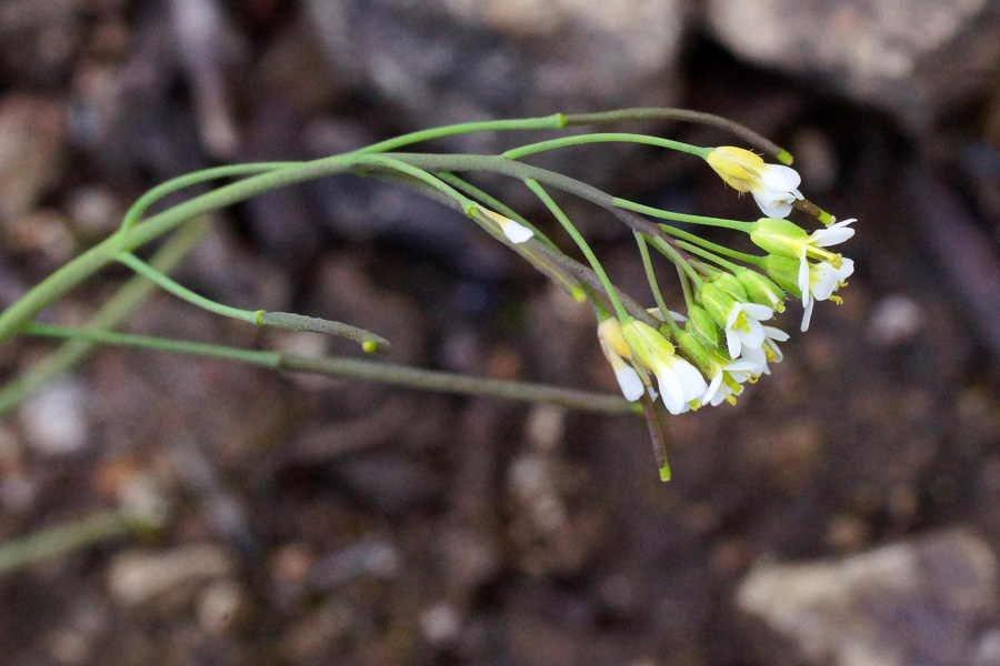 Arabidopsis thaliana / Arabetta comune